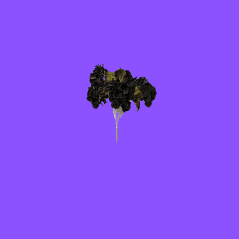 BLACK GOZINIA FLOWER