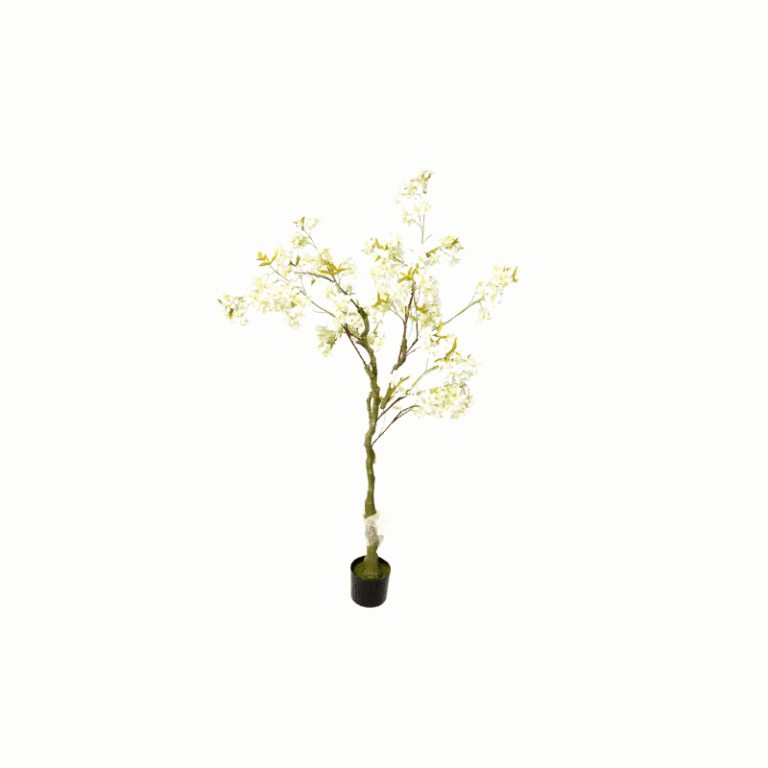FUJI CHERRY BONSAI